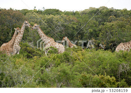 野生のキリン 53208159