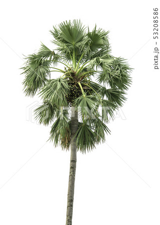 Sugar palm tree 53208586