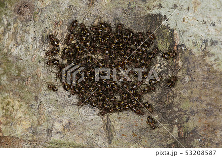 チャタテムシの仲間 森林の昆虫の写真素材