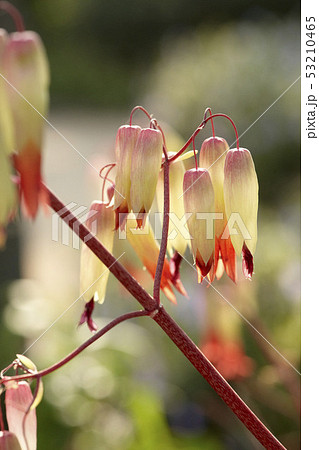 アロエベラ 花 植物 53210465