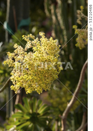 花 フォーカス 植物 53210466