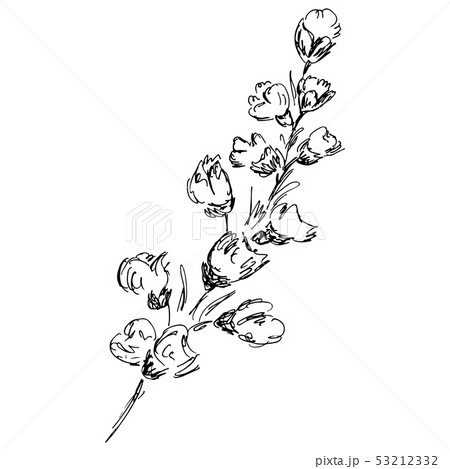 Abstract cotton branch outline icon isolated on 53212332