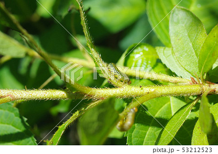 ルリチュウレンジの幼虫 ルリチュウレンジの幼虫 53212523