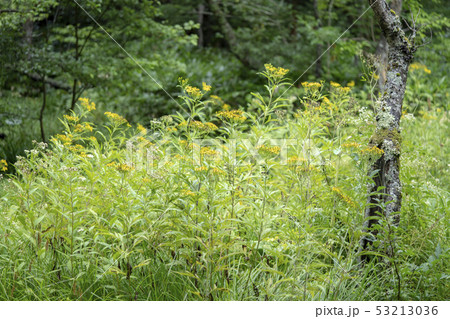 ハンゴンソウ 53213036