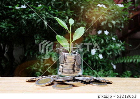 Coin money and plant growing concept  53213053