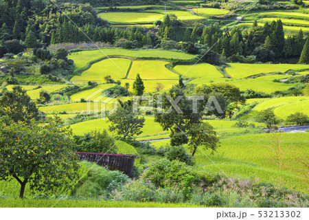 吉延の棚田 53213302