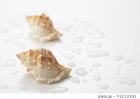 貝殻 53213391