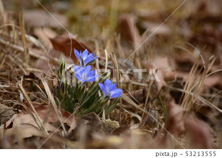 ハルリンドウの青い花 ハルリンドウの青い花 53213555