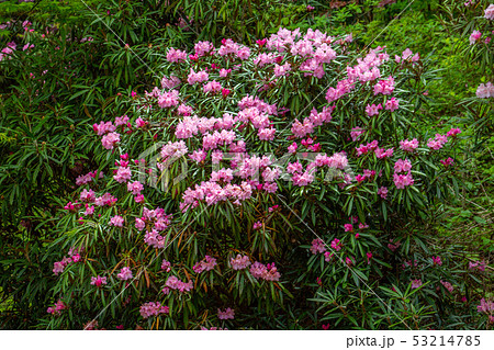 つぐ高原 グリーンパーク つぐ高原 グリーンパーク 53214785