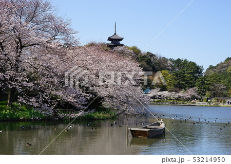 4月 横浜424満開の桜と三重塔・三渓園 4月 横浜424満開の桜と三重塔・三渓園 53214950