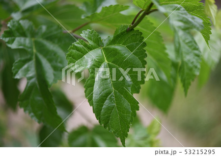 桑の若葉 53215295