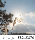 葦 済州島 秋 53215870