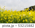 菜の花 春 シャボン玉 53215882