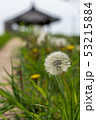 花 タンポポ 感性 53215884