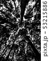 森 木 迷路 53215886