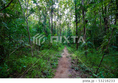 Mystical forest in spring. Scenery with path in Mystical forest in spring. Scenery with path in 53216233