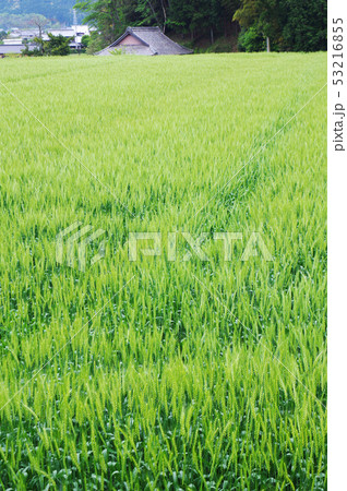 晩春の小麦畑 晩春の小麦畑 53216855