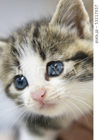 丸い猫の目の写真素材 [53217037] - PIXTA