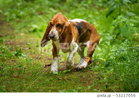 A basset with long ears out in nature A basset with long ears out in nature 53217050