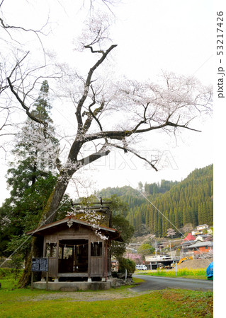 池の鶴の大桜 53217426