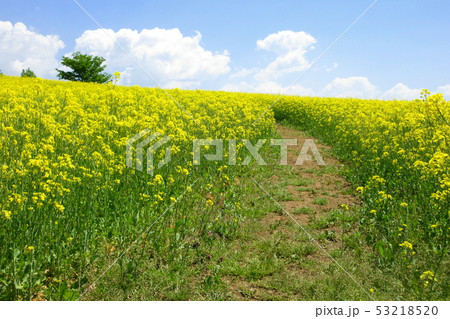 高原の菜の花 高原の菜の花 53218520