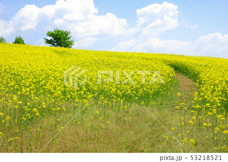 高原の菜の花 53218521