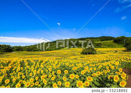 夏の三ノ倉高原 ひまわり 夏の三ノ倉高原 ひまわり 53218892