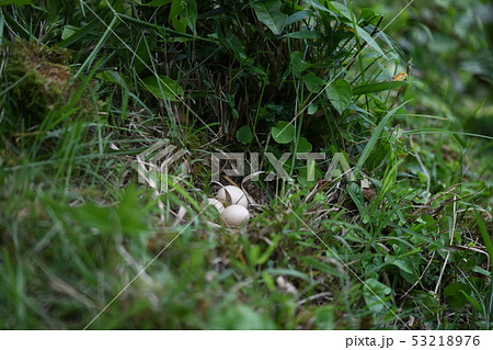 コジュケイの卵 コジュケイの卵 53218976
