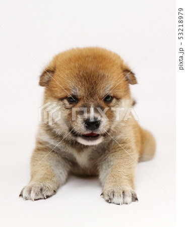 柴犬 子犬の写真素材