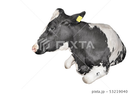 Cow full length isolated on a white background. Cow full length isolated on a white background. 53219040