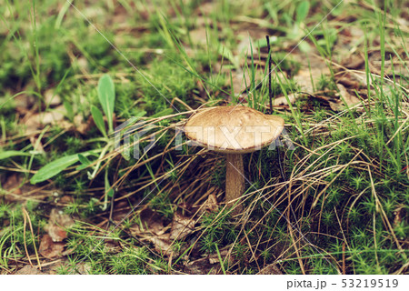 Edible wild mushroom Edible wild mushroom 53219519