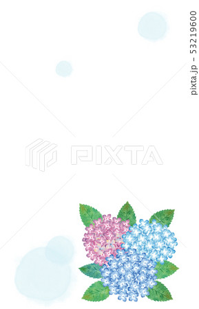 紫陽花　白背景 53219600