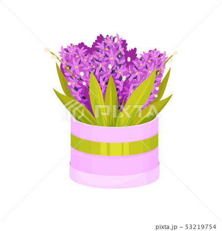 Bouquet of purple hyacinths in a round box. Vector illustration on white background. Bouquet of purple hyacinths in a round box. Vector illustration on white background. 53219754