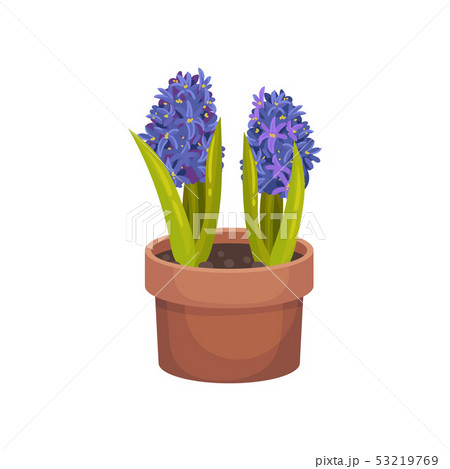 Two blue hyacinths grow in a pot. Vector illustration on white background. 53219769