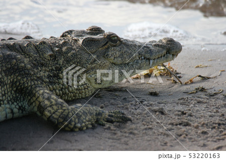 ナイルワニの横顔　ボツワナ・チョベ国立公園にて 53220163