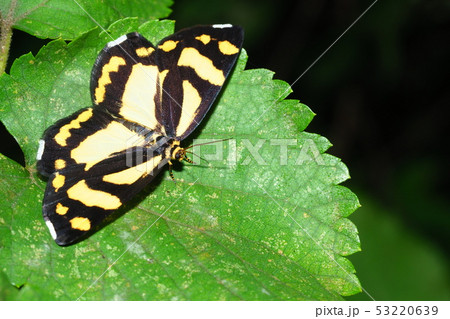 キンモンガ キンモンガ 53220639