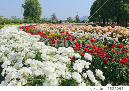 Rskバラ園の薔薇の写真素材