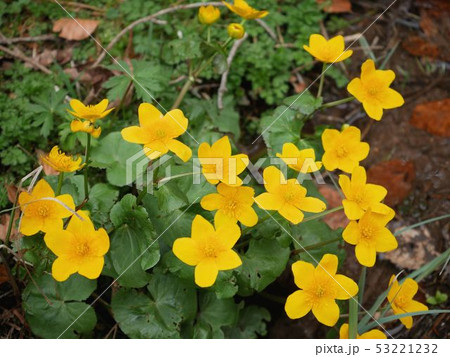 黄色い花のリュウキンカ Caltha Palustris スイス の写真素材
