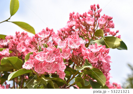 カルミア 53221321