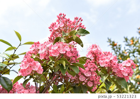 カルミア カルミア 53221323