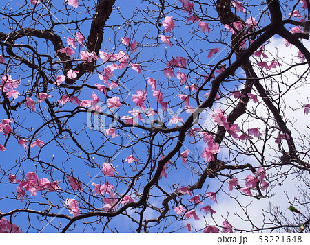 アカヤシオ（篭山･赤城山山麓／群馬県） 53221648