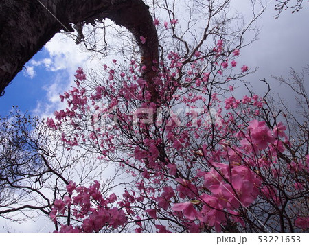 アカヤシオ(篭山・赤城山山麓/群馬県) アカヤシオ(篭山・赤城山山麓/群馬県) 53221653