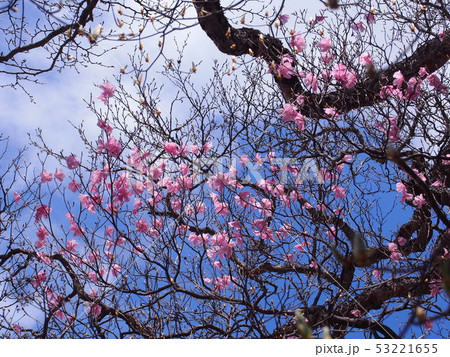アカヤシオ（篭山･赤城山山麓／群馬県） 53221655