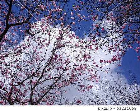 アカヤシオ（篭山･赤城山山麓／群馬県） 53221668