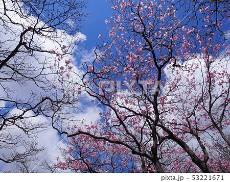 アカヤシオ（篭山･赤城山山麓／群馬県） 53221671