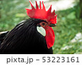 Foreground rooster on a green background 53223161