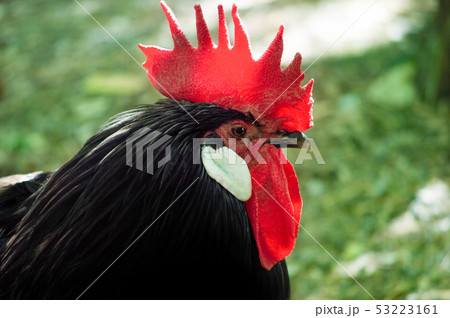 Foreground rooster on a green background 53223161