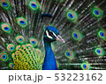 Foreground portrait blue male peacock 53223162