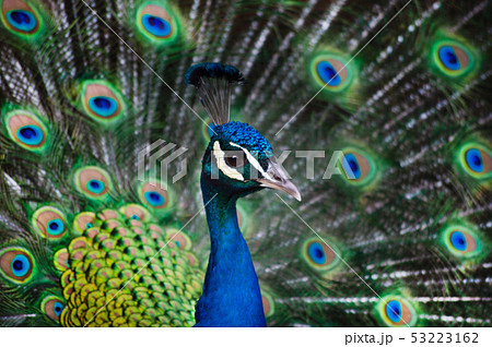Foreground portrait blue male peacock 53223162
