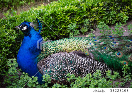 Blue male peacock in a Park 53223163